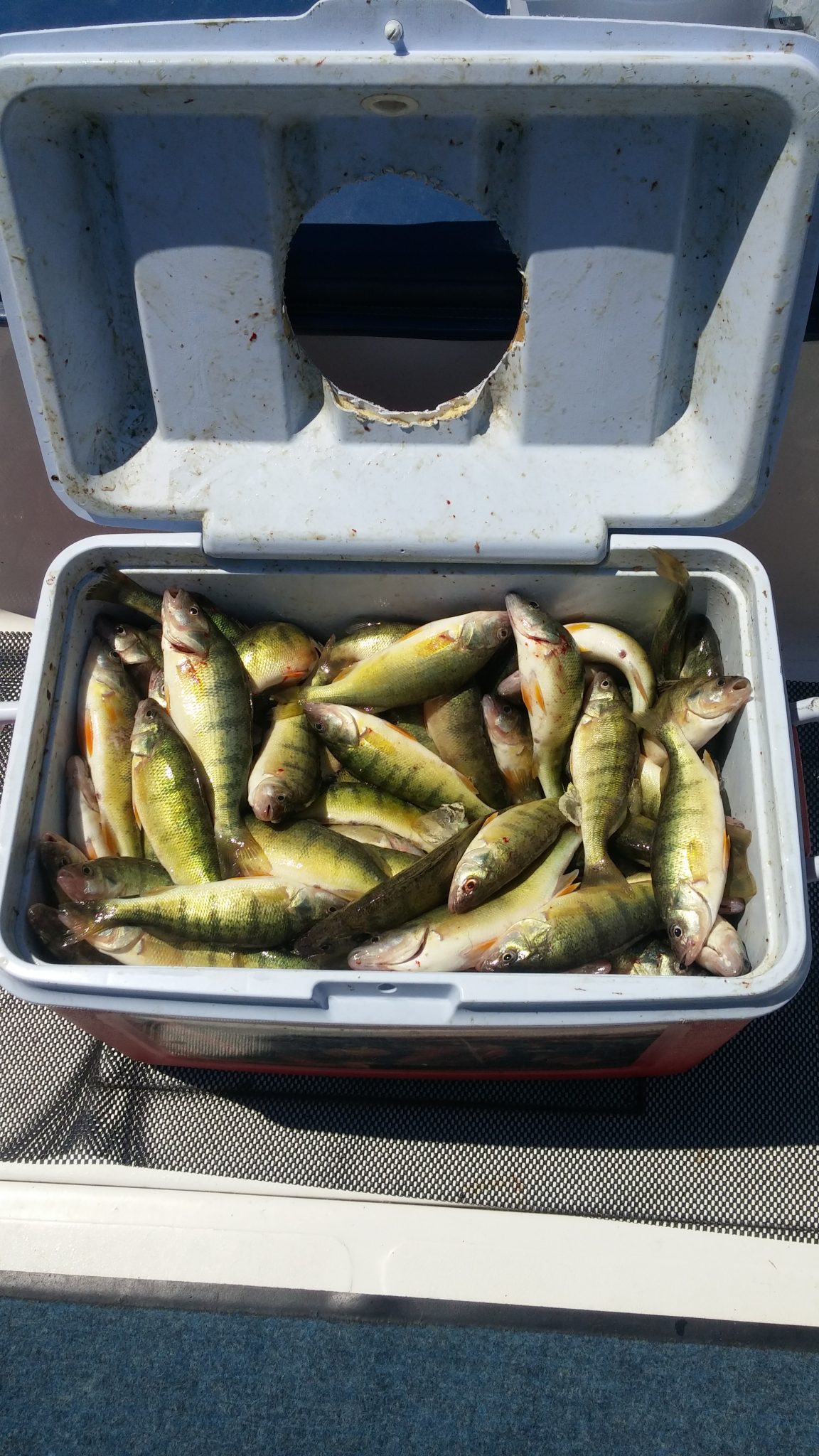 Lake Erie Perch ChartersShamrock Fishing Charters are the Best.